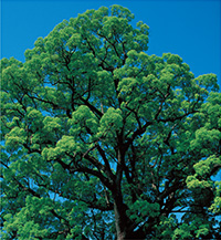 Camphor Tree