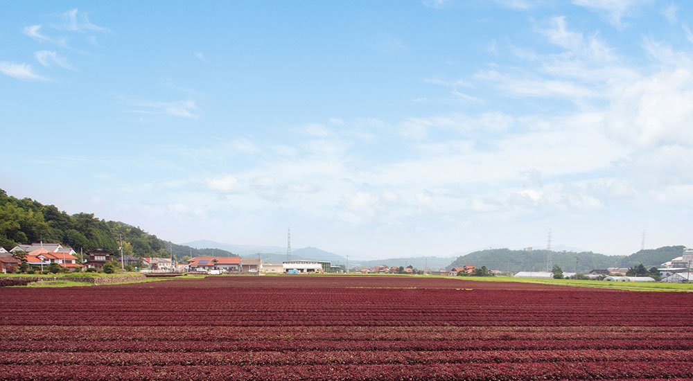 北広島町の赤しそ畑